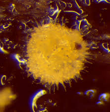 Attēlu rezultāti vaicājumam “Bactridium flavum”