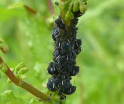 Attēlu rezultāti vaicājumam “Aphis fabae”