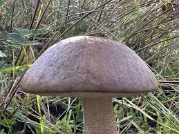 Attēlu rezultāti vaicājumam “Leccinum scabrum”