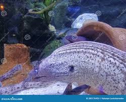 Image result for Muraena helena