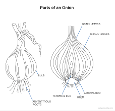 Attēlu rezultāti vaicājumam “Allium cepa bud”