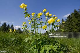 Attēlu rezultāti vaicājumam “Trollius europaeus flower”