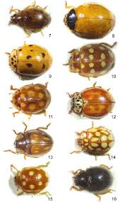 Attēlu rezultāti vaicājumam “Adalia bipunctata imago”