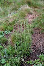 Attēlu rezultāti vaicājumam “Gnaphalium sylvaticum”