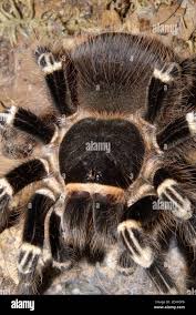 Znalezione obrazy dla zapytania geniculata