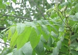 Attēlu rezultāti vaicājumam “Juglans cinerea leaf”