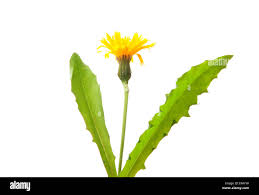 Attēlu rezultāti vaicājumam “Leontodon hispidus leaf”