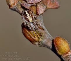 Attēlu rezultāti vaicājumam “Aculepeira ceropegia”