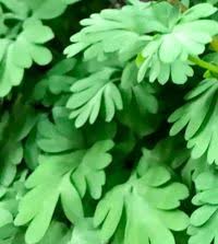 Attēlu rezultāti vaicājumam “Corydalis solida”