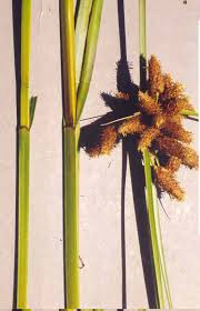 Attēlu rezultāti vaicājumam “Scirpus sylvaticus bud”