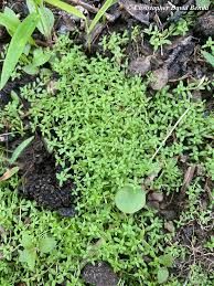 Attēlu rezultāti vaicājumam “Callitrichaceae”