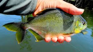 Image result for Prestatyn Piranhas