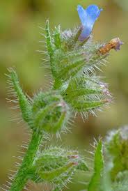 Attēlu rezultāti vaicājumam “Anchusa arvensis leaf”
