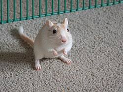 Image result for Gerbil