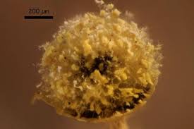 Attēlu rezultāti vaicājumam “Craterium aureum”