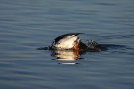 Attēlu rezultāti vaicājumam “Bucephala clangula male”