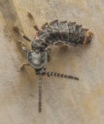 Attēlu rezultāti vaicājumam “Phosphaenus hemipterus male”