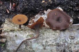 Attēlu rezultāti vaicājumam “Rutstroemia firma”