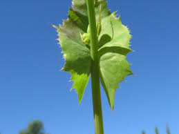 Attēlu rezultāti vaicājumam “Sonchus oleraceus”