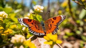 Attēlu rezultāti vaicājumam “Riodinidae”