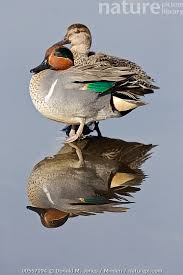 Attēlu rezultāti vaicājumam “Anas crecca male”