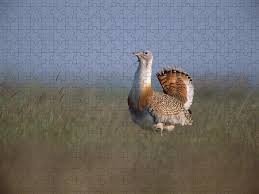 Image result for Otis tarda