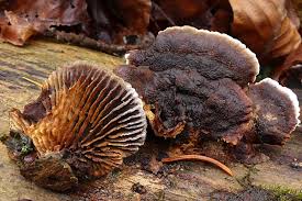 Attēlu rezultāti vaicājumam “Gloeophyllum abietinum”