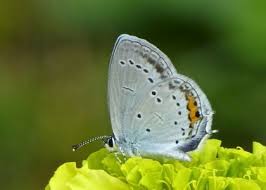 Attēlu rezultāti vaicājumam “Everes argiades underside”