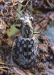 Attēlu rezultāti vaicājumam “Elaphrus cupreus”