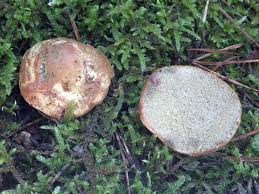 Attēlu rezultāti vaicājumam “Rhizopogon luteolus”