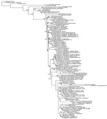 Attēlu rezultāti vaicājumam “Pogonatum dentatum”
