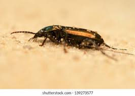 Attēlu rezultāti vaicājumam “Poecilus lepidus”