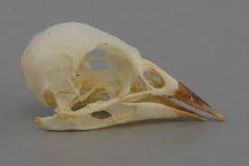 Image result for Icterus galbula