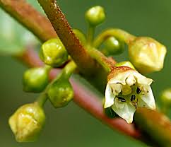 Attēlu rezultāti vaicājumam “Frangula alnus flower”