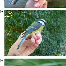 Attēlu rezultāti vaicājumam “Cyanistes caeruleus adult”