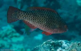 Image result for Scarus rubroviolaceus