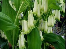 Attēlu rezultāti vaicājumam “Polygonatum odoratum”