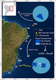 Image result for Sparisoma axillare