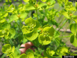 Attēlu rezultāti vaicājumam “Euphorbia virgata leaf”