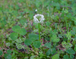 Attēlu rezultāti vaicājumam “Trifolium repens”