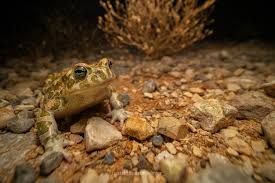 Attēlu rezultāti vaicājumam “Pseudepidalea viridis adult”