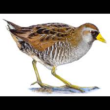 Image result for Porzana carolina