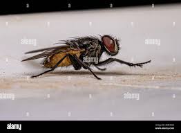 Attēlu rezultāti vaicājumam “Muscidae”