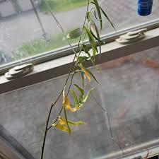 Attēlu rezultāti vaicājumam “Salix daphnoides leaf”