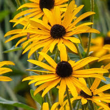 Attēlu rezultāti vaicājumam “Rudbeckia hirta var. hirta flower”