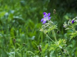 Attēlu rezultāti vaicājumam “Geranium sylvaticum bud”