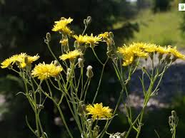 Attēlu rezultāti vaicājumam “Crepis tectorum flower”