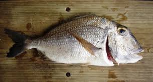 Image result for Calamus bajonado