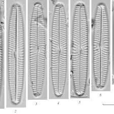 Attēlu rezultāti vaicājumam “Scardia boletella pupa”