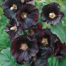 Image result for Alcea rosea nigra